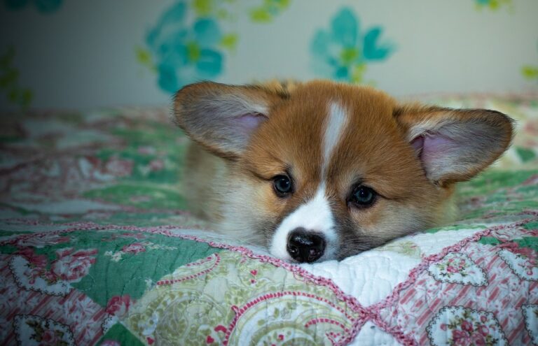 99exch Review: How India’s Emerging Crypto Exchange Stands Out in 2024